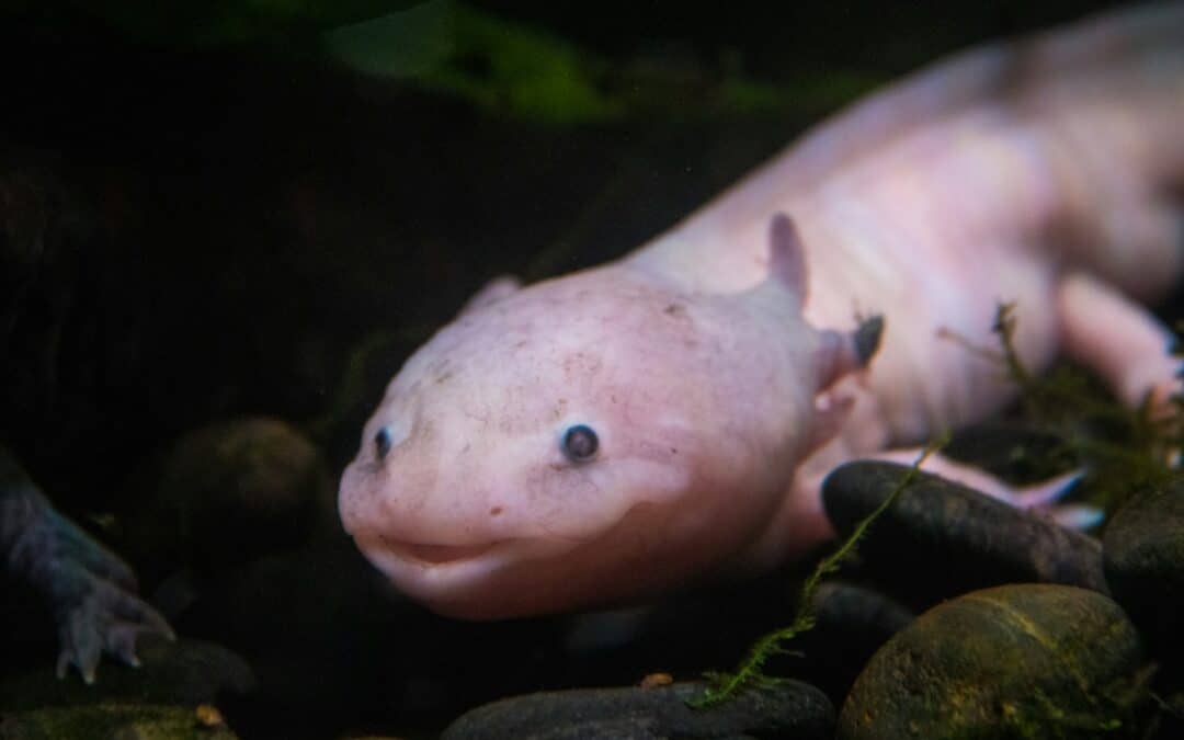 Are Axolotls Good Pets? A Guide for Aspiring Exotic Pet Owners
