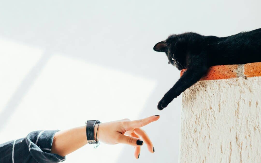 Finding Your Purrfect Match | A Cat Sitter for Stress-Free Travel