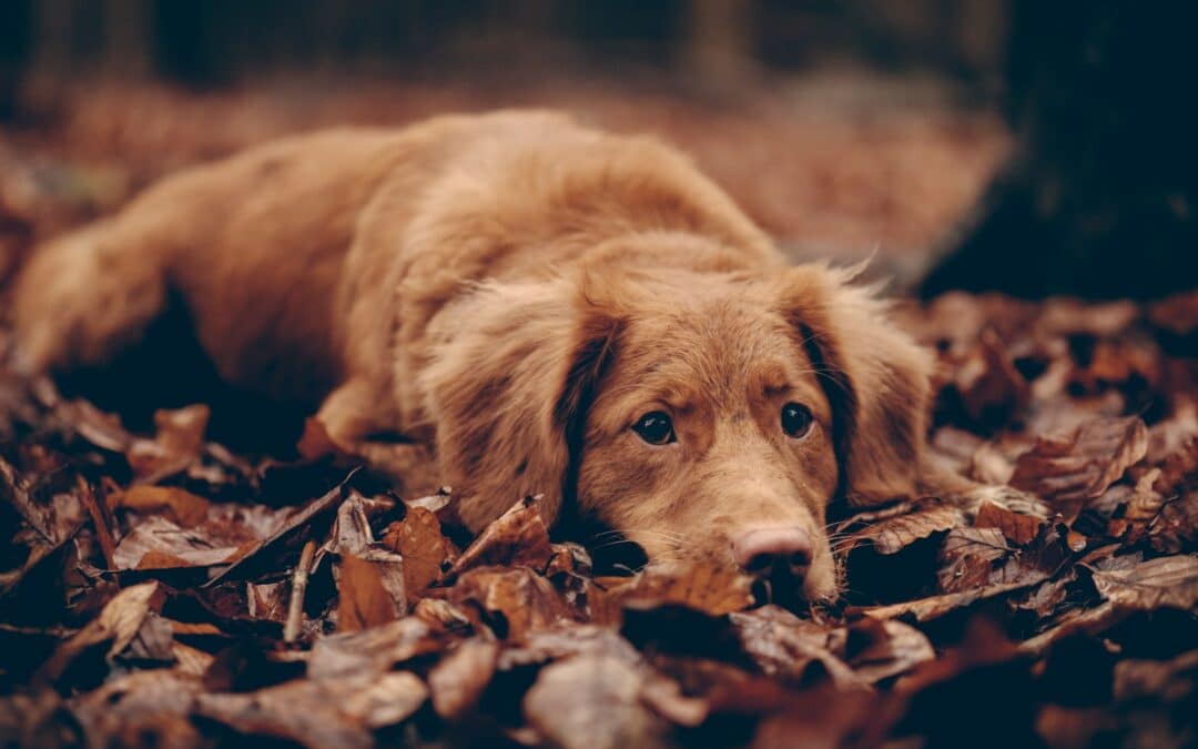 What Home Remedy Can I Give My Dog for Diarrhea?