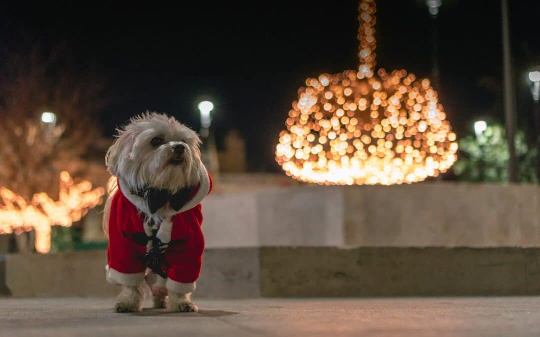 Taking Care of Your Dog in Winter: Tips for Health & Comfort