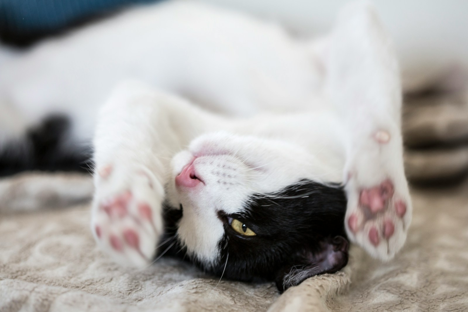 Finding the Best Cat Sitter in Waldorf, MD for Your Furry Friend 6 white and black cat lying on brown textile
