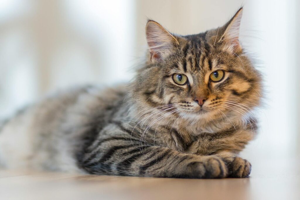 When Are Cats Fully Grown? Understanding Your Furry Friend's Growth Journey 2 Fluffy tabby cat lounging indoors, exuding calm and curiosity.