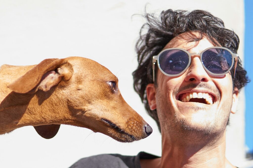 Finding the Perfect Dog Sitter in Franconia, VA 6 brown short coated dog wearing black sunglasses
