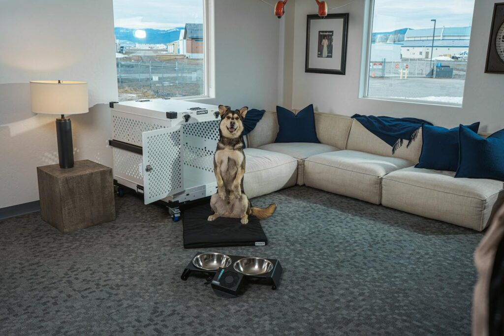 Finding the Perfect Dog Sitter in Franconia, VA 1 A stylish living room featuring a happy dog, comfortable sofa, and modern aluminum pet crate.