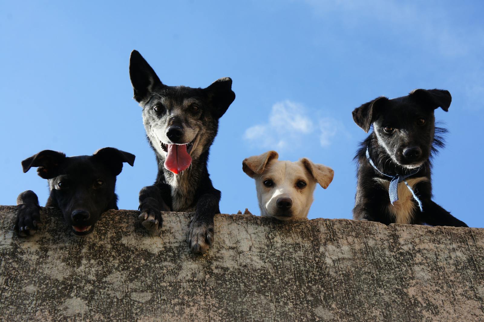 dog sitter in franconia