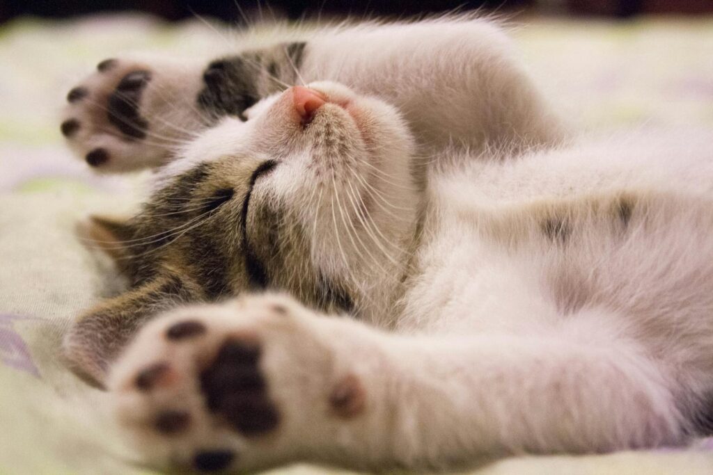 When Are Cats Fully Grown? Understanding Your Furry Friend's Growth Journey 6 A close-up shot of a cute kitten sleeping peacefully on a soft surface.