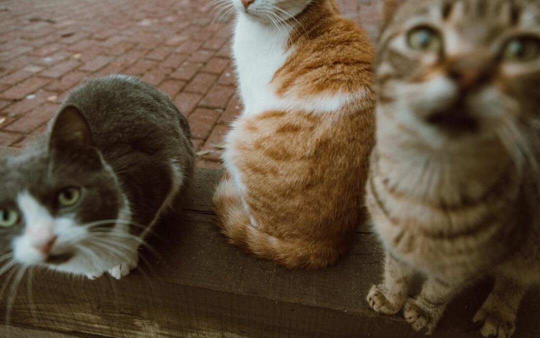 Finding the Best Cat Sitter in Arlington: Your Guide to Local Services