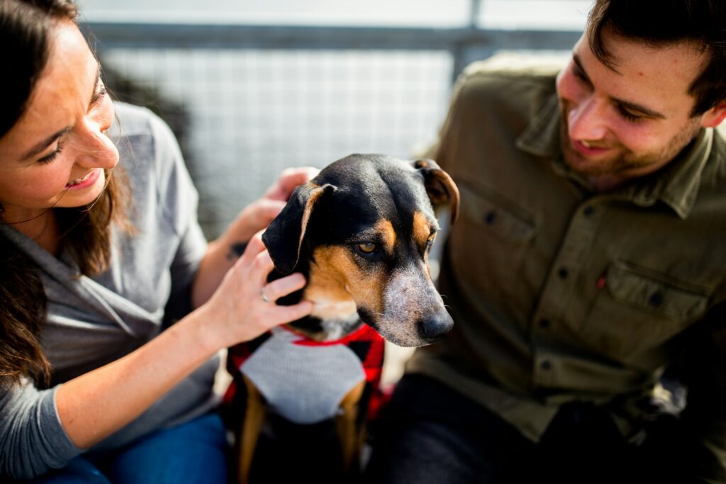 How To Find Pet Sitters in Lincolnia | Affordable Care for Your Furry Friends 5 black white and brown short coated dog