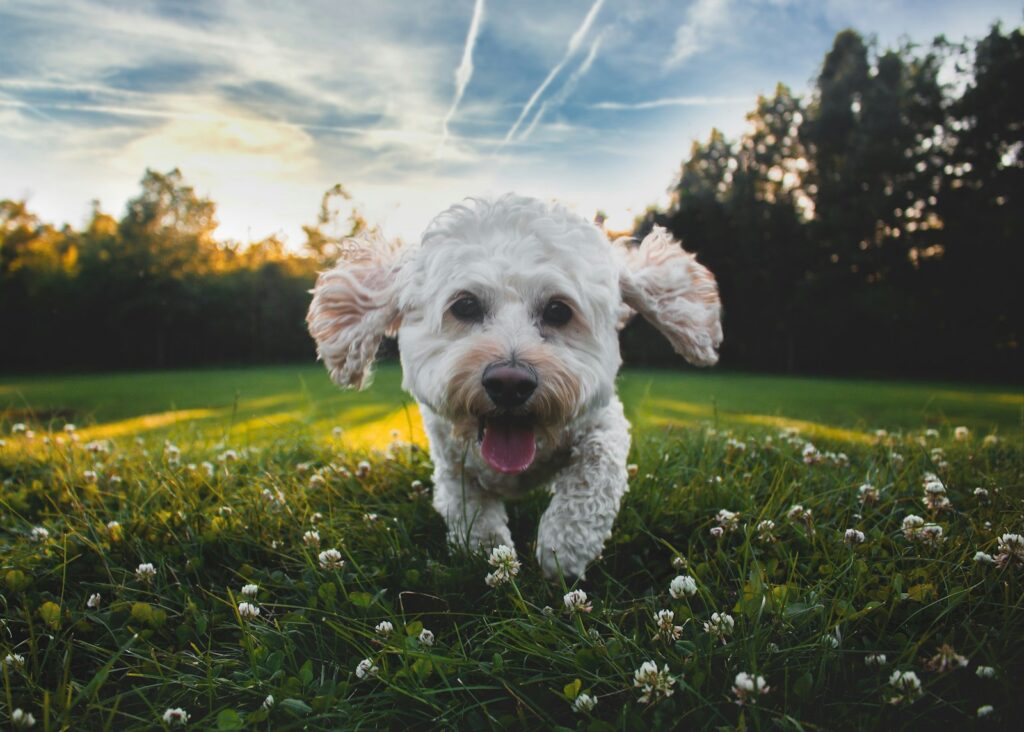 Finding the Perfect Dog Sitter in Franconia, VA 5 close-up photo of white medium-coated dog running on grass field during daytime