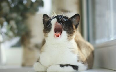 Why You Need a Cat Sitter in Kingstowne, VA (and How to Find One)
