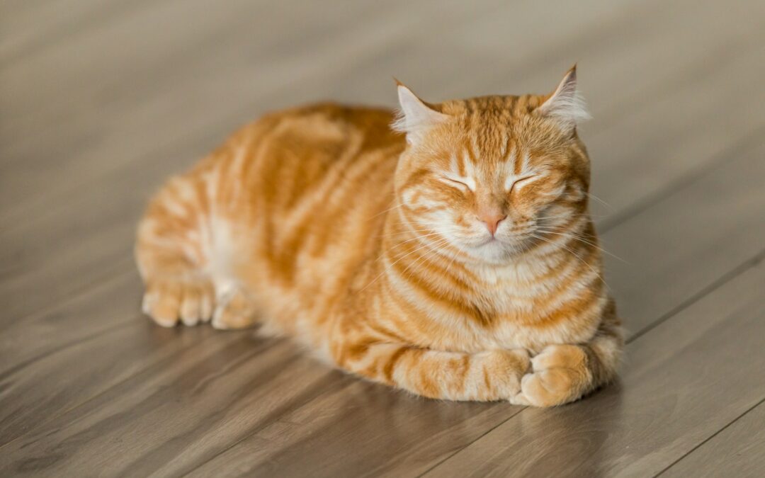 When Are Cats Fully Grown? Understanding Your Furry Friend’s Growth Journey