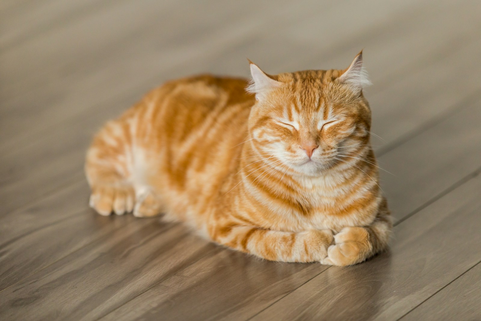 when are cats fully grown