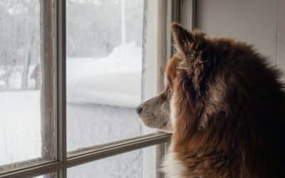 Finding the Perfect Dog Sitter in Mt Vernon For Your Furry Friend