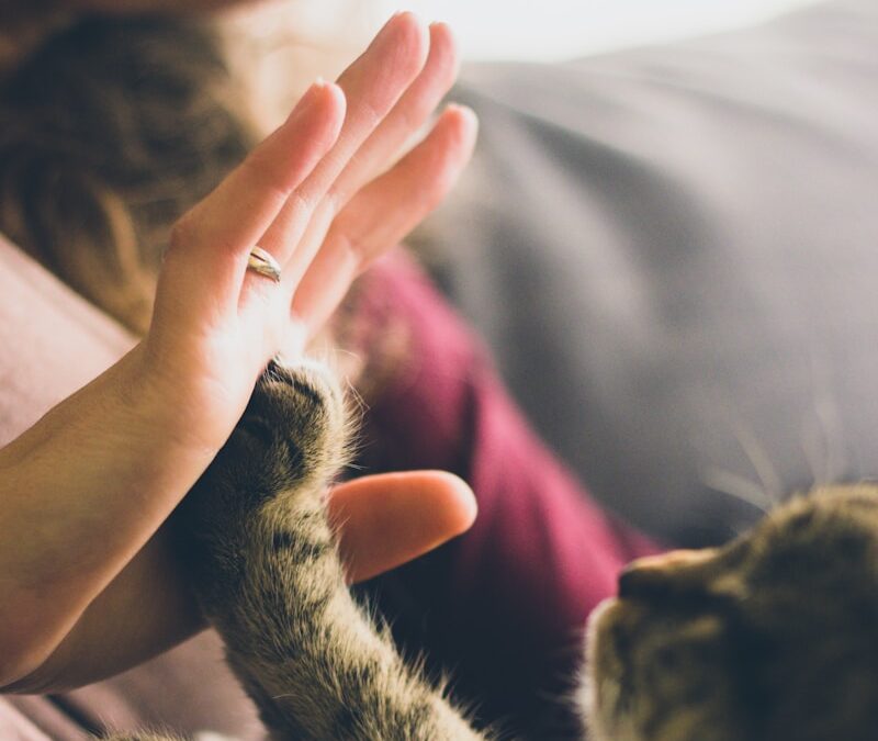 Finding the Best Cat Sitter in Fort Washington, MD