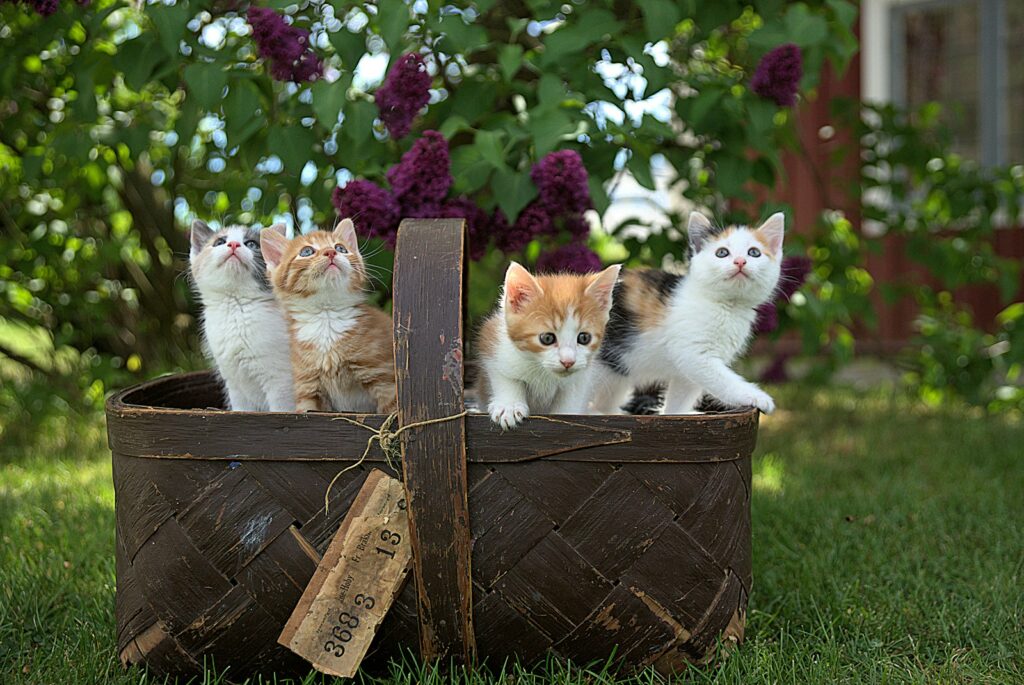 When Are Cats Fully Grown? Understanding Your Furry Friend's Growth Journey 1 four assorted-color tabby kittens on brown basket