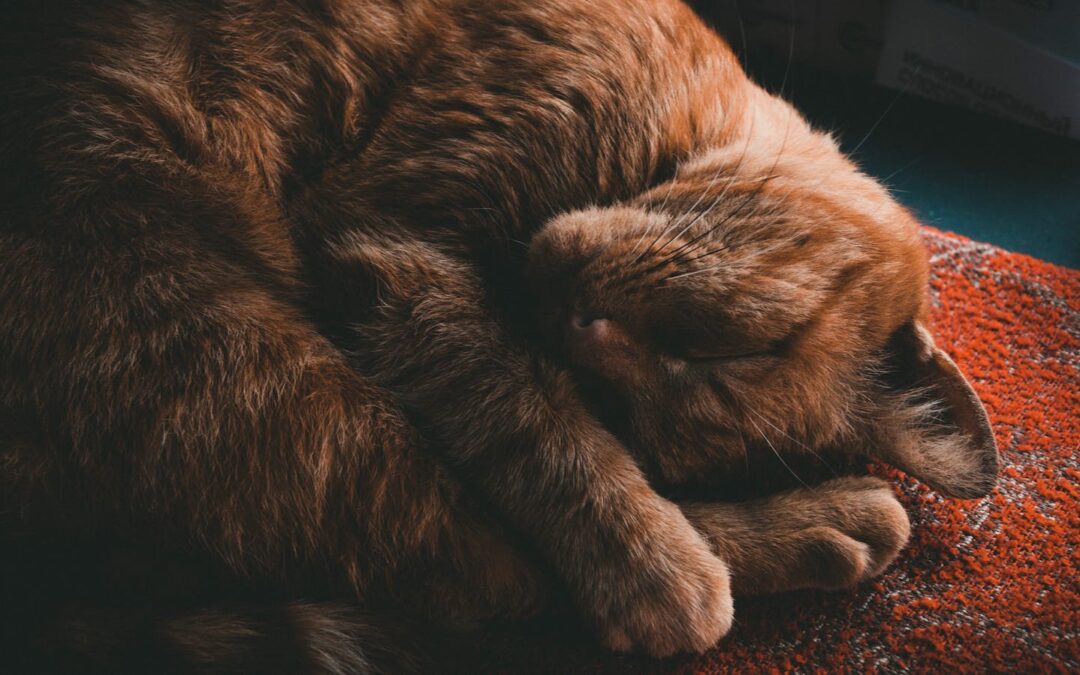 Finding the Perfect Cat Sitter in Springfield: A Guide for Cat Parents