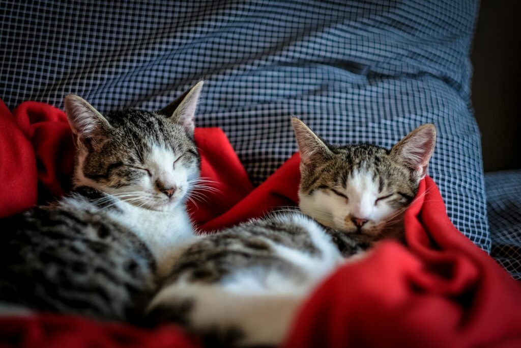 When Do Cats Stop Growing? A Guide to Your Feline’s Development 7 cat sitter in the national harbor