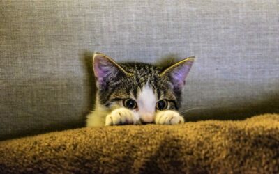 Finding the Best Cat Sitter in Waldorf, MD for Your Furry Friend
