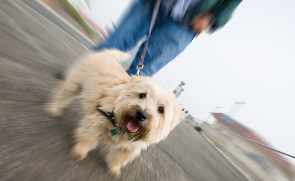 Finding the Perfect Dog Walker in Waldorf, MD 7 aa66ebd1 292e 4861 9425 e8795da1c96f