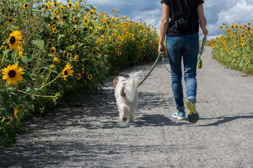 Top Dog Walker in Springfield: Find the Perfect Match for Your Pup 2 man in blue t-shirt and blue denim jeans walking with white dog on road during