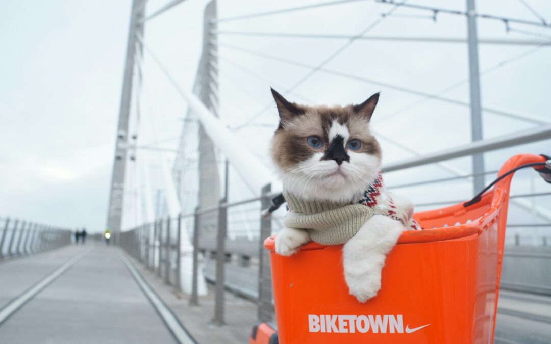 Finding the Best Cat Sitter in Oxon Hill for Your Furry Friend | A Guide For Cat Parents