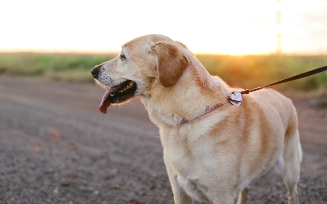Finding the Perfect Dog Walker in Oxon Hill, MD Like Kate’s K9 Pet Care