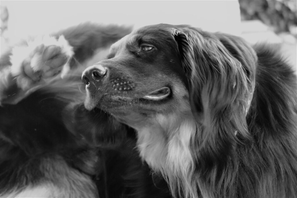 dog, hovawart, scratch, animal, domestic animal, move, pet, nature, black, white, face, fur, ears, itching, snout, nose, purebred dog