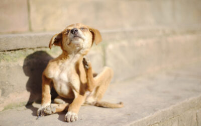 The Best Dog Shampoo for Itchy Skin | A Guide to Allergy Relief and Coat Health
