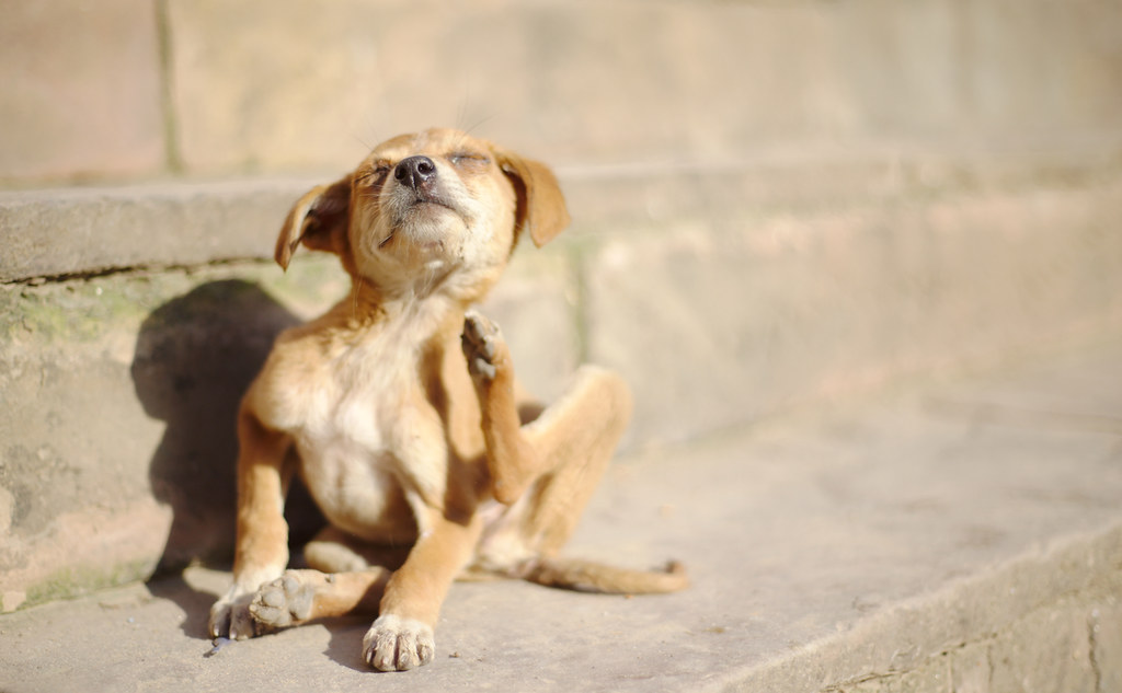best dog shampoo for itchy skin