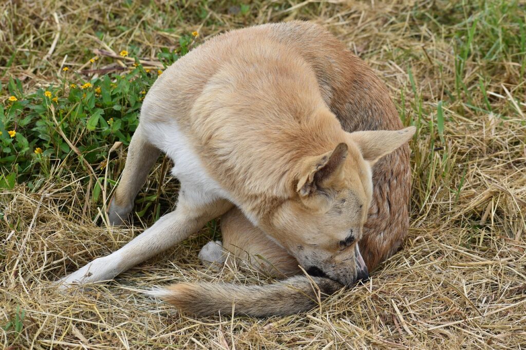 dog, pet, canine, animal, fur, snout, mammal, dog portrait, animal world, itching, domestic, wildlife, outdoor, nature, flea, itch, scratch, annoyed, uncomfortable, comfort, bother, stress, dirty, tick, bite, itching, itching, itching, itching, itching, flea, flea, flea, itch, scratch, uncomfortable, bother