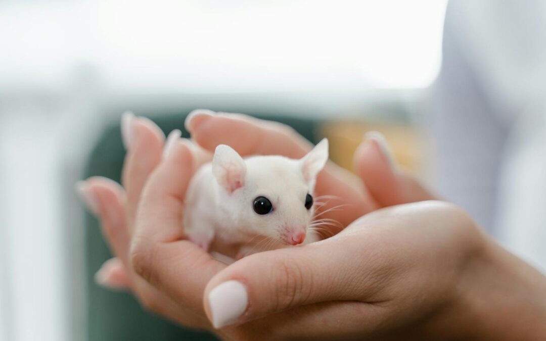 7 Best Low Maintenance Pets for Stress-Free Companionship