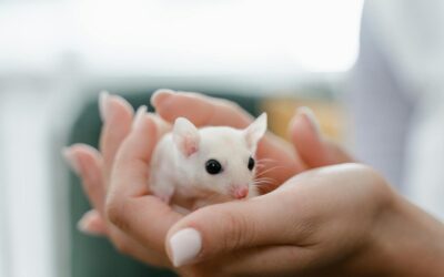 7 Best Low Maintenance Pets for Stress-Free Companionship