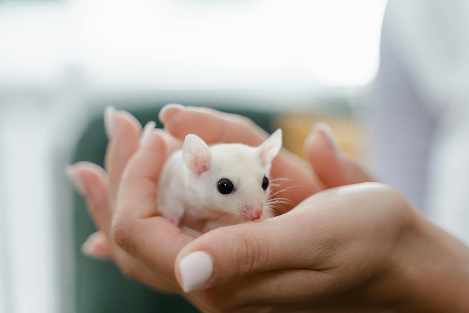 low maintenance pets