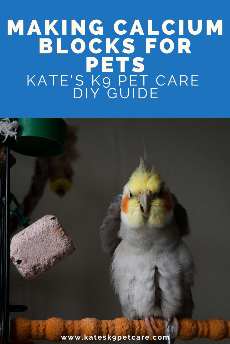 Image of male cockatiel next to a calcium block with text above saying: Making calcium block for pets | Kate's K9 Pet Care DIY Guide