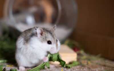 How To Make A Rodent Foraging Box (For Mouse, Hamster, Rat, Degu & Gerbil!)