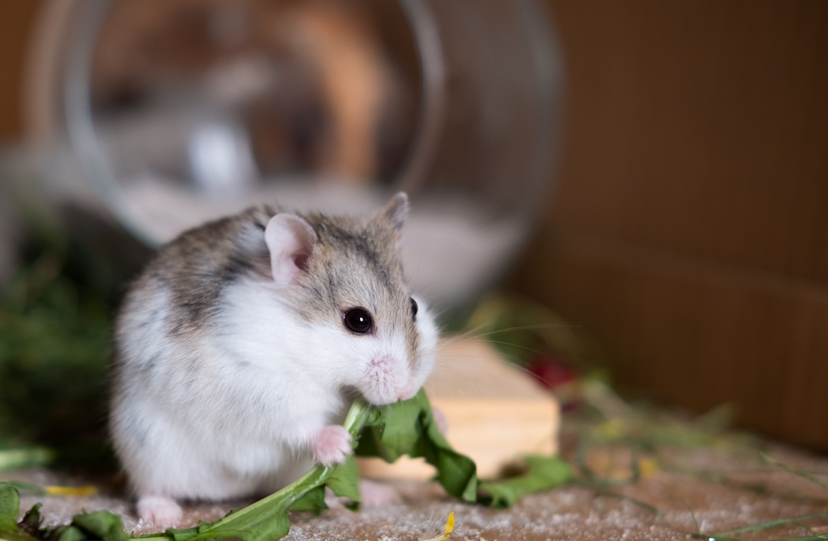 Hamster eating arugula