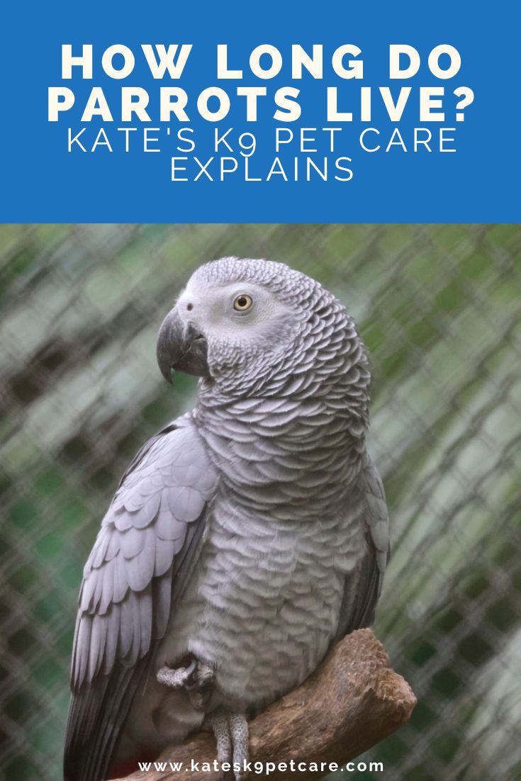 Image of an African gray parrot with text above saying: How long do parrots live? | Kate's K9 Pet Care explains