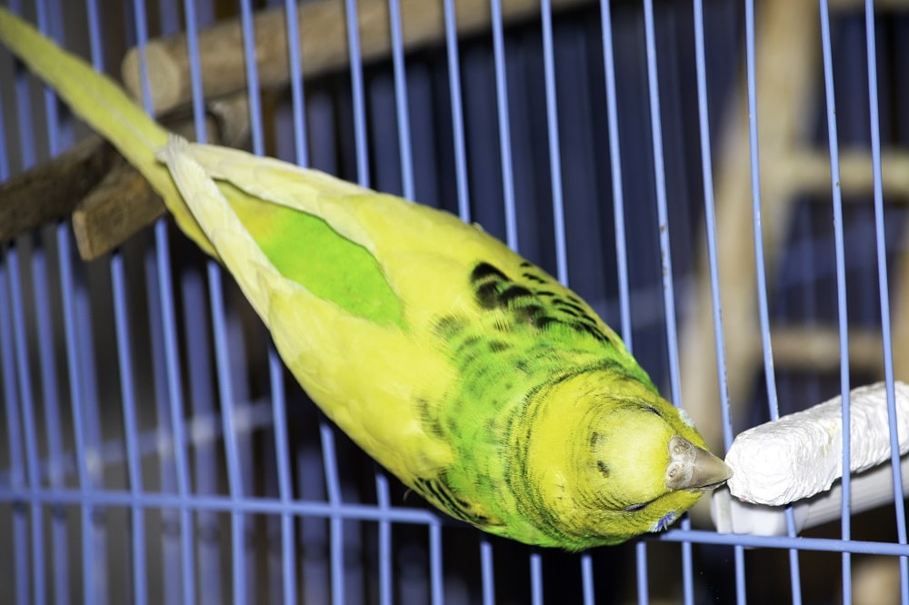 Yellow and green budgie parakeet nibbling on a calcium block.