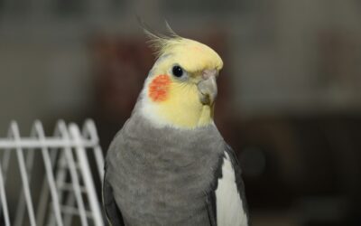 How Long Do Parrots Live? All About Pet Parrot Lifespan!