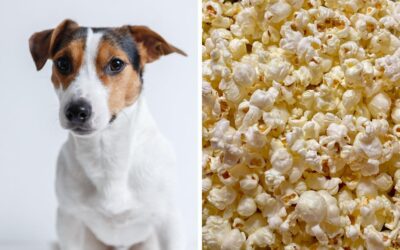 Popcorn for Dogs: A Crunchy Treat or a Health Hazard?