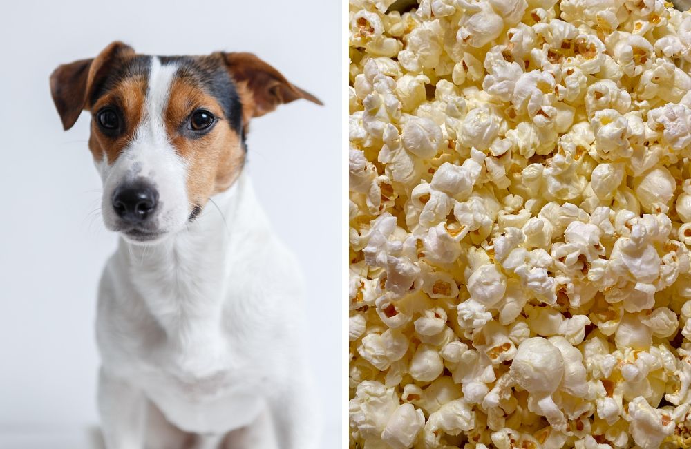 Split image showing Jack Russell dog on the left and popcorn on the right