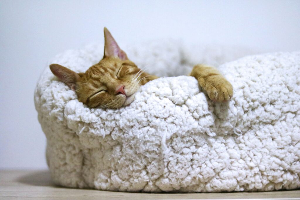 Different Types of Cats | Discover The World Of Feline Companions 9 a7nk49hcqsi