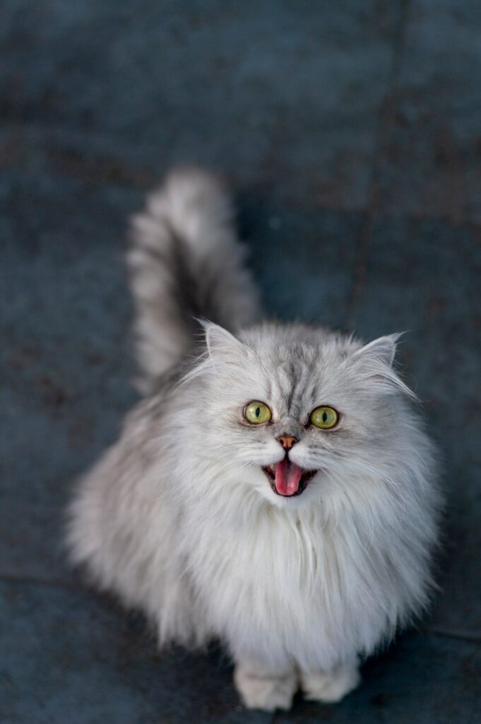 white and gray long fur cat
