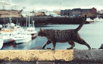 When Do Cats Stop Growing? A Guide to Your Feline’s Development