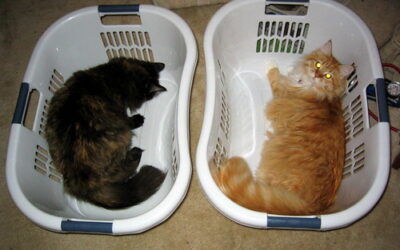 How to Introduce Cats the Right Way | Love, Patience, Understanding, and Compassion