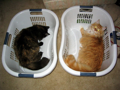 how to introduce cats