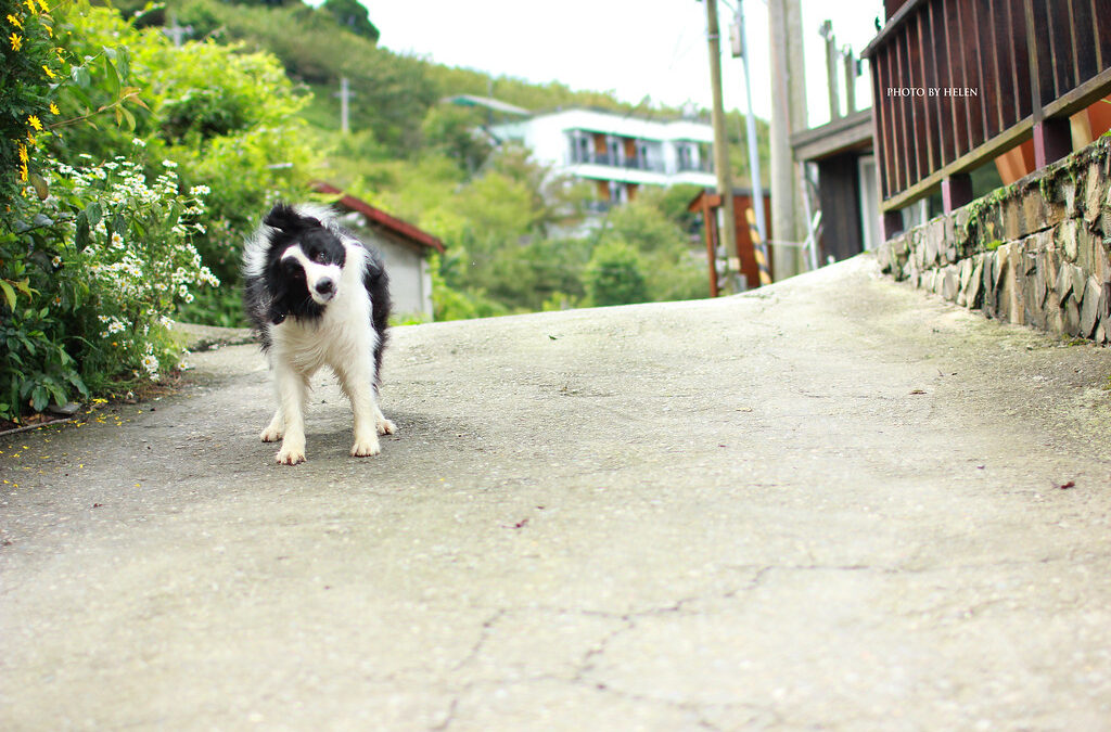 Why Is My Dog Shaking? Common Causes and When to Seek Help