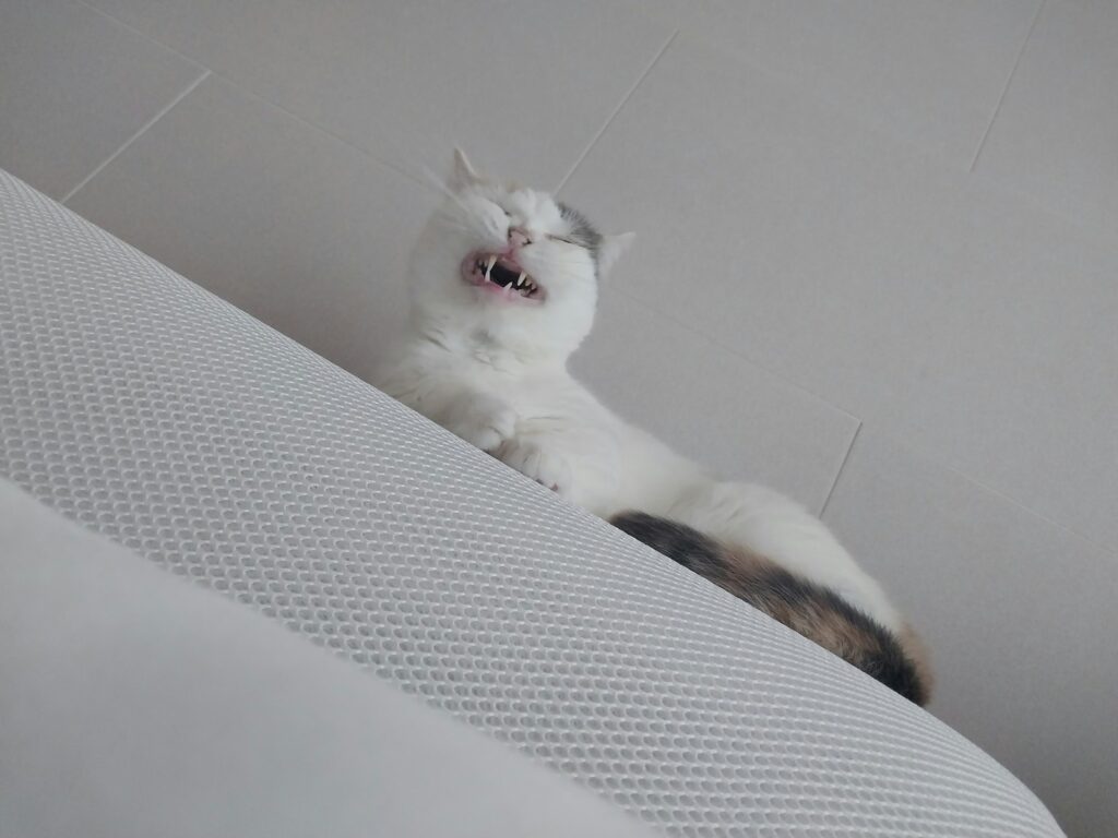 The cat is yawning widely with its mouth open.