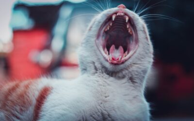 How Many Teeth Do Cats Have? Essential Facts for Every Cat Owner