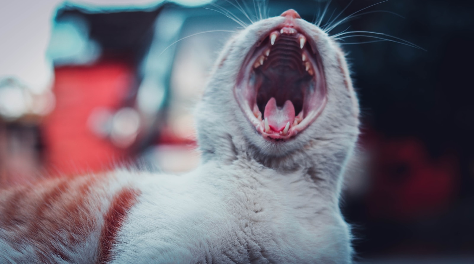 how many teeth do cats have